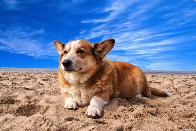 Standard Oda, 2 Büyük (Queen) Boy Yatak, Engellilere Uygun, Sigara İçilmez (Pet Friendly)