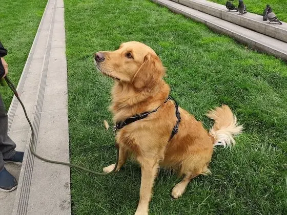 Standard Oda, 2 Büyük (Queen) Boy Yatak, Sigara İçilmez (Pet Friendly)