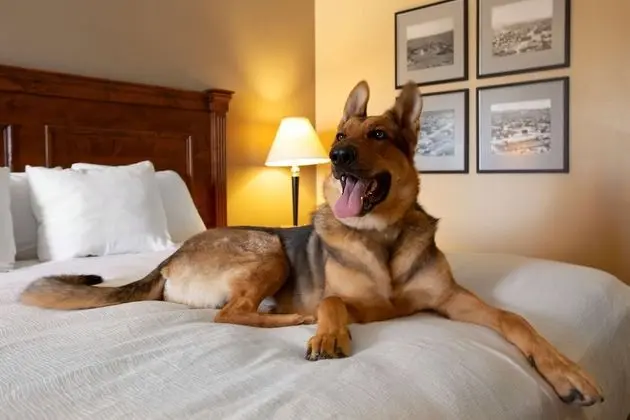 Standard Oda, 1 En Büyük (King) Boy Yatak, Sigara İçilmez, Buzdolabı ve Mikrodalga (Pet Friendly)