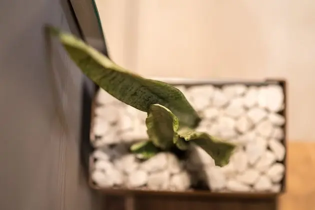 Superior Oda, 1 Büyük (Queen) Boy Yatak