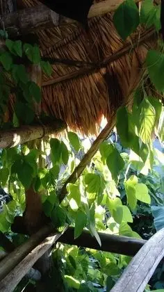 Traditional Ağaç Ev, Karma Ranzalı Oda, Veranda