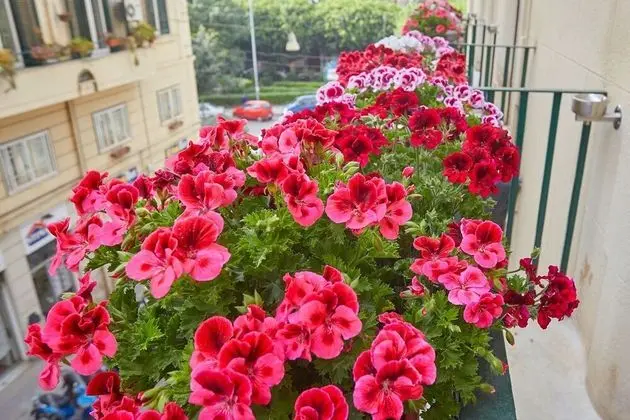 Tek Büyük Yataklı Oda, Şehir Manzaralı (Mirò)