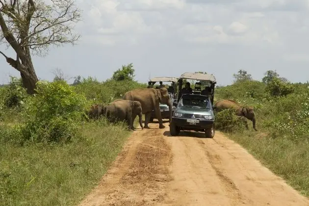Tent with One Safari & a Night Walk - Half Board