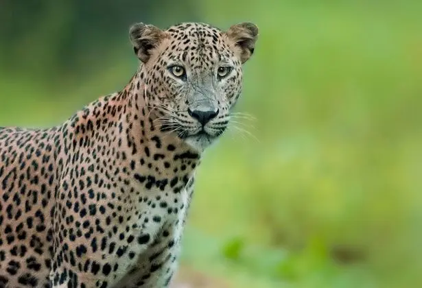 Tent with One Safari & a Night Walk - Half Board