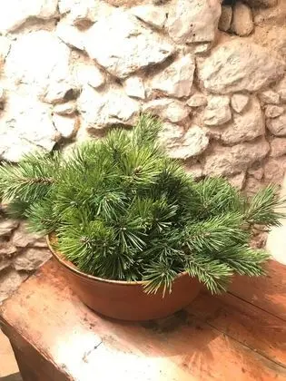 Exclusive Daire, Bahçeli