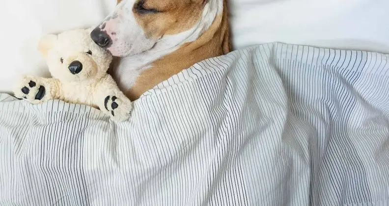 Büyük Yataklı Tek Kişilik Oda