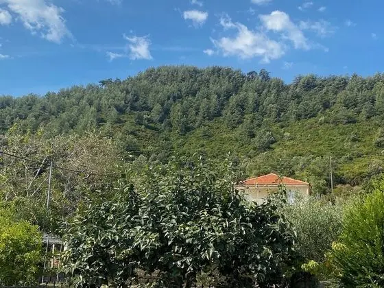 Standard Oda, Dağ Manzaralı
