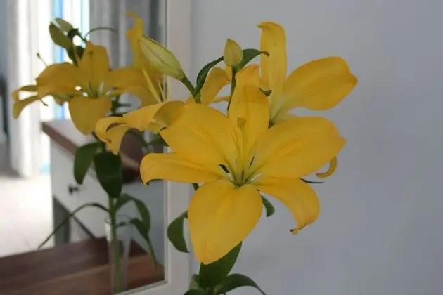 Deluxe Tek Büyük Yataklı Oda, 1 Yatak Odası