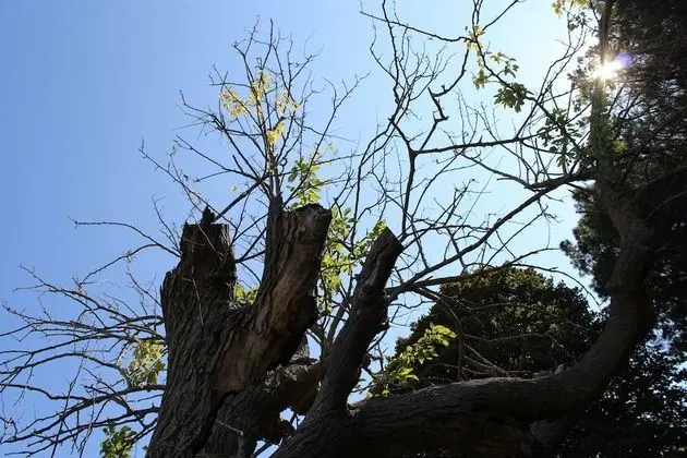 Superior Tek Büyük Yataklı Oda, Balkon, Deniz Manzaralı