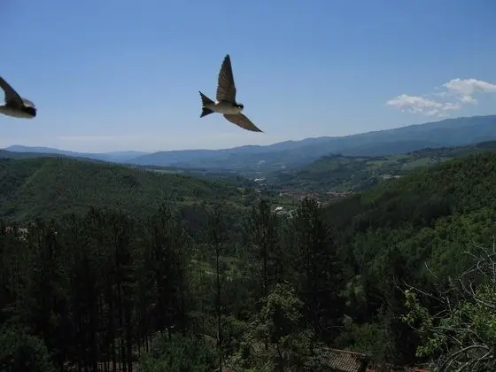 Üç Kişilik Oda (Ginestra)