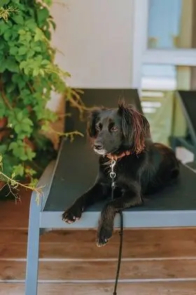 Luxury Karavan, Teras, Deniz Manzaralı