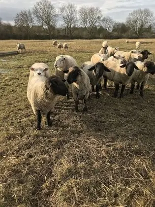 Apart Daire, 1 Yatak Odası (Courtyard Apartment)