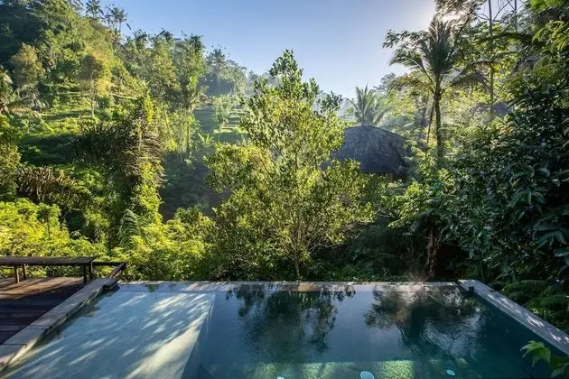 Rainforest Pool Bale