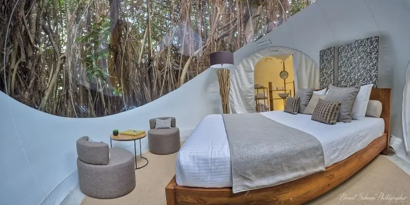 BUBBLE Banyan Tree