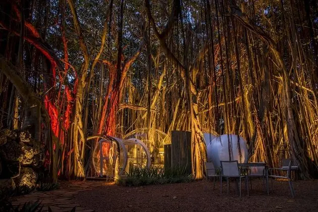 BUBBLE Banyan Tree