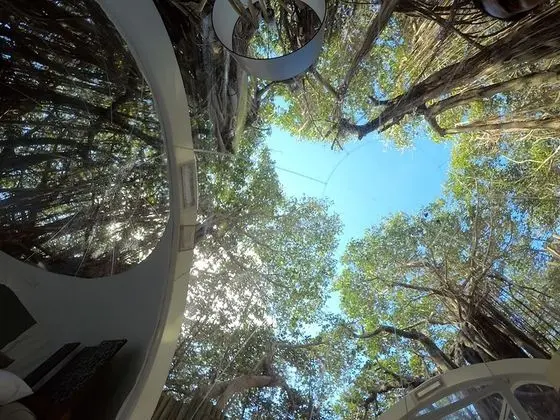 BUBBLE Banyan Tree