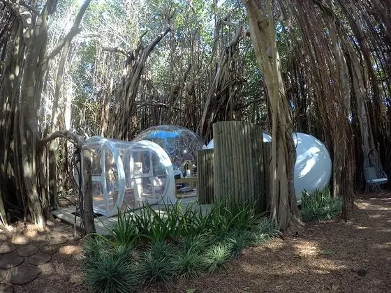 BUBBLE Banyan Tree