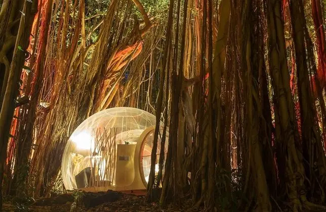 BUBBLE Banyan Tree
