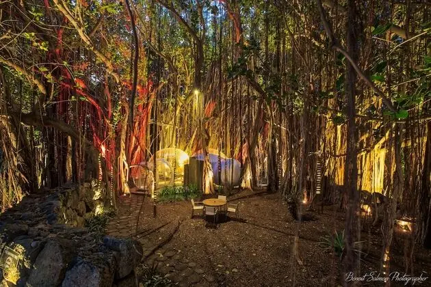 BUBBLE Banyan Tree