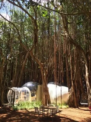 BUBBLE Banyan Tree