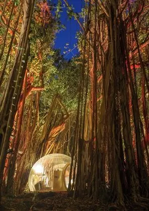 BUBBLE Banyan Tree