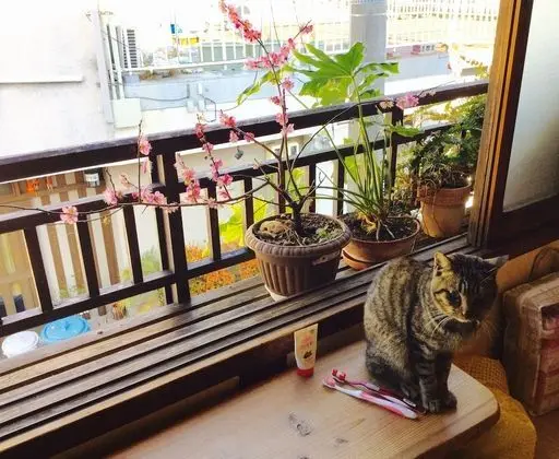 Ortak Ranzalı Oda (Japanese Style)