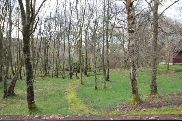 Kulübe, 1 Yatak Odası (Woodland Double Lodge)