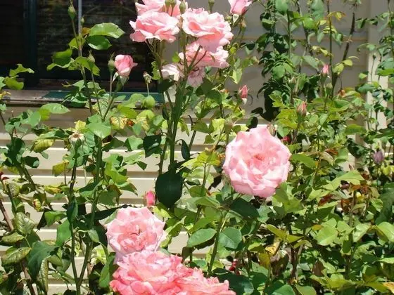 Standard Süit, 1 Yatak Odası, Sigara İçilmez (Rose Room)