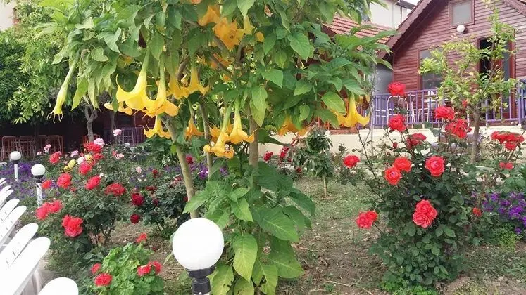 Bungalow, Havuz Manzaralı