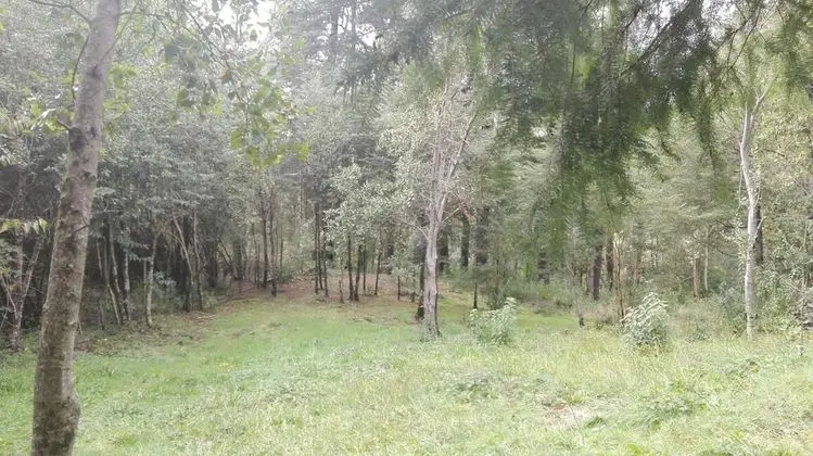 Ev, 3 Yatak Odası, Şömine