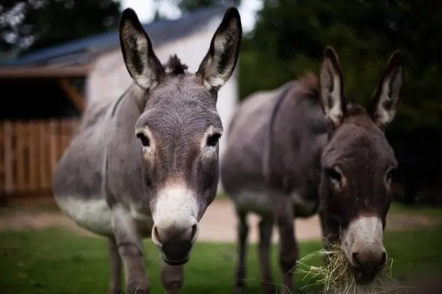 Dağ Evi, Banyolu/Duşlu, Dağ Manzaralı