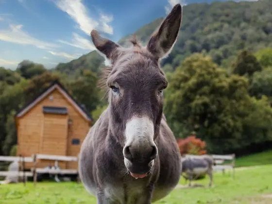 Kulübe, Banyolu/Duşlu, Dağ Manzaralı