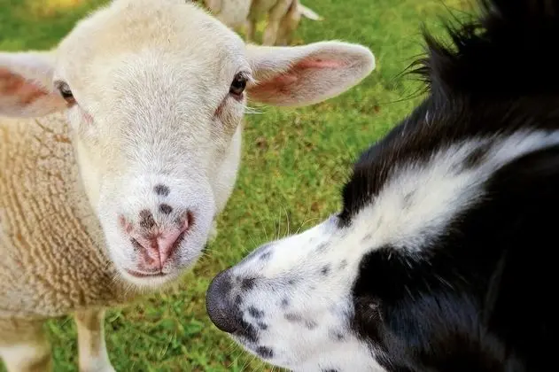 Kulübe, Banyolu/Duşlu, Dağ Manzaralı