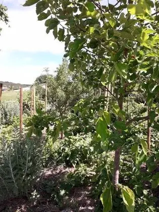 Romantic Kulübe, Sıcak Su Havuzu (Cabane du Potager)