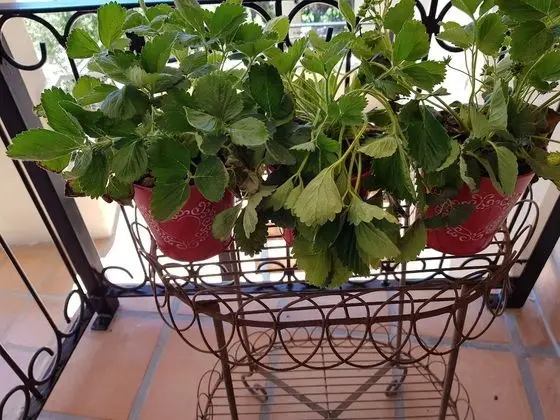 Luxury Villa, Dağ Manzaralı