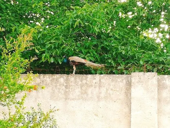 Comfort Tek Büyük veya İki Ayrı Yataklı Oda