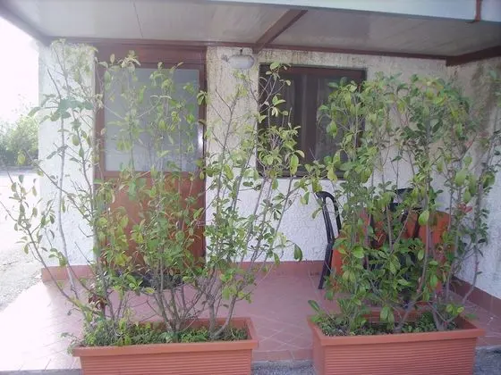 Dört Kişilik Oda, Veranda