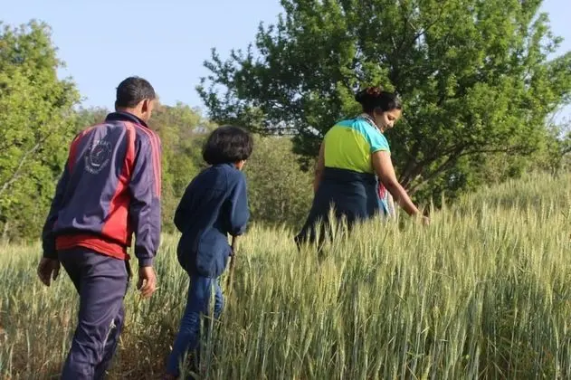 Basic Çadır, 1 Tek Kişilik Yatak
