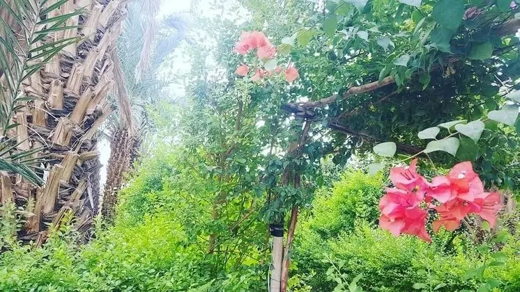 Çadır