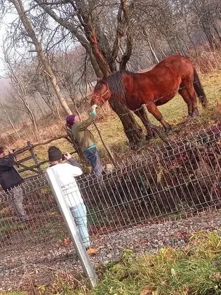 Oda, 1 Yatak Odası, Veranda