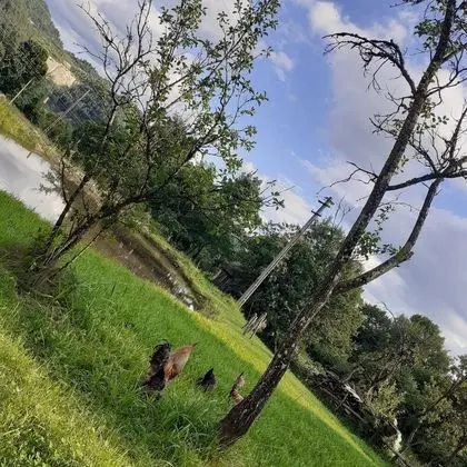 Oda, 1 Yatak Odası, Veranda