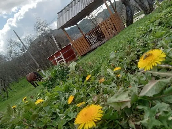 Oda, 1 Yatak Odası, Veranda