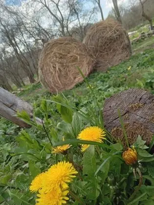 Oda, 1 Yatak Odası, Veranda