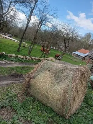 Oda, 1 Yatak Odası, Veranda