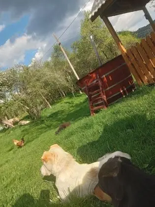 Oda, 1 Yatak Odası, Veranda