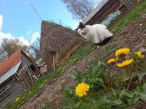 Oda, 1 Yatak Odası, Veranda