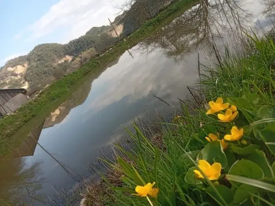 Oda, 1 Yatak Odası, Veranda