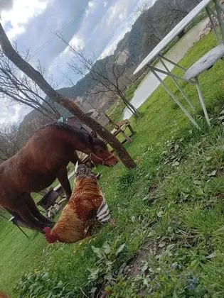 Oda, 1 Yatak Odası, Veranda