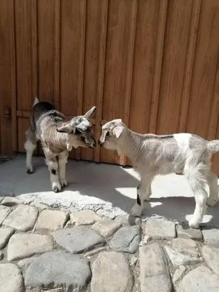 Ev, Birden Çok Yatak