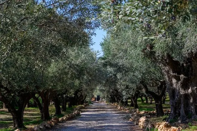 Villa, Birden Çok Yatak